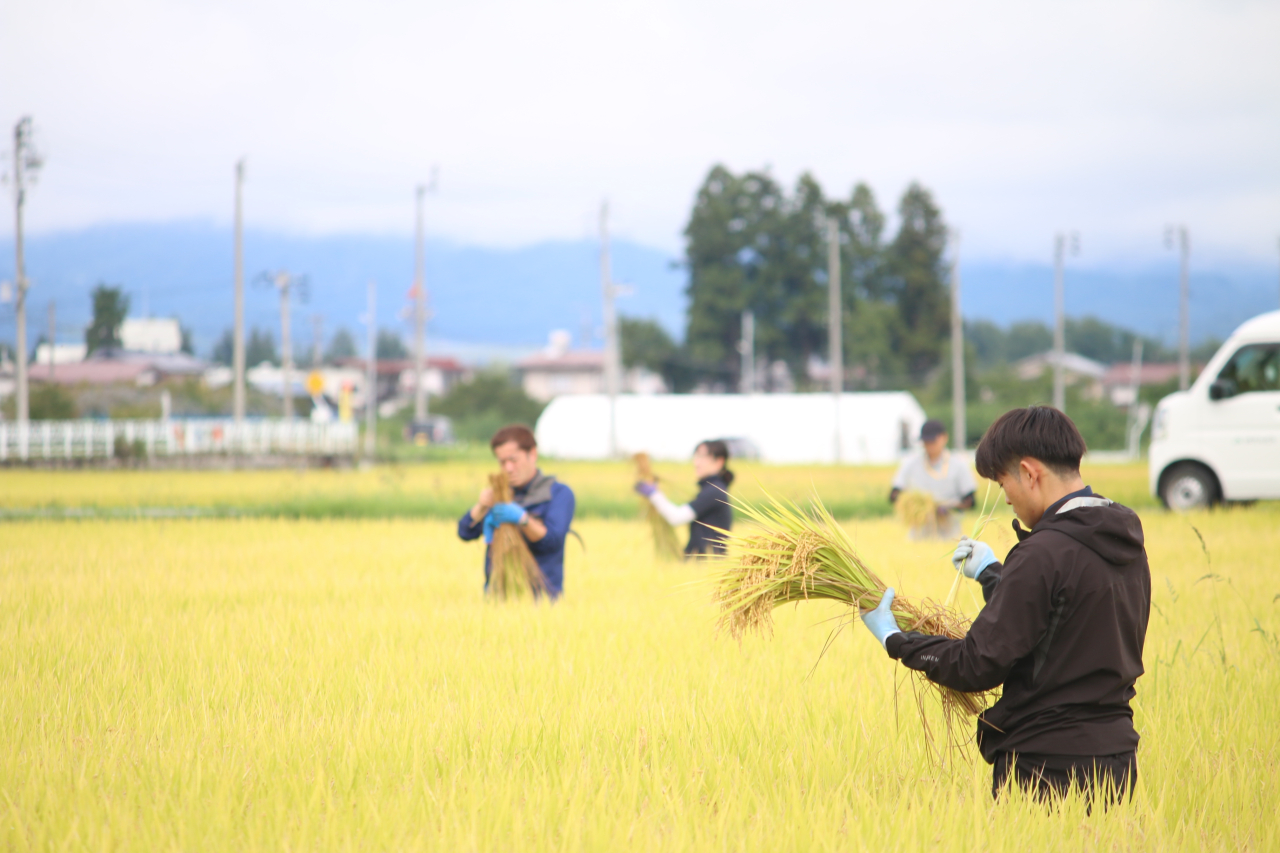 20250905.20250911 水稲収量調査（坪刈り）