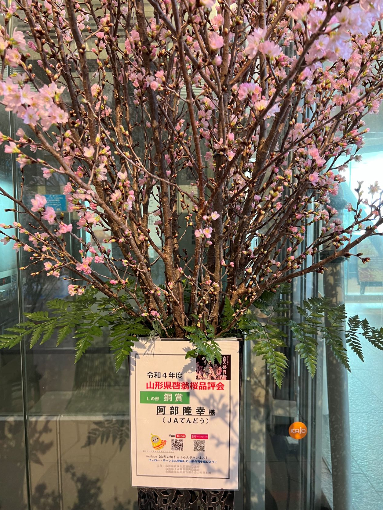 てんどうからも入賞！
「啓翁桜」品評会
